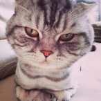 JINGPANGPANG's Avatar'