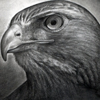 Hawk-UATL's Avatar'