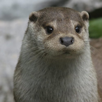 SP_Loutre44_'s Avatar'