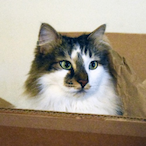 SiriuslyDaniel's Avatar'