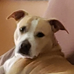 AcePICKLE69's Avatar'