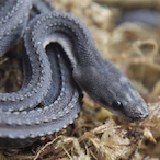 SnakeBoi229's Avatar'