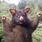 MrTheShady's Avatar'