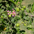 Acerola.-'s Avatar'