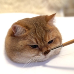 Pudding.Cat's Avatar'