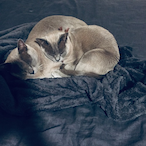 DeluxeLeaves's Avatar'