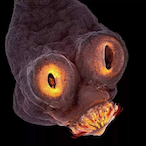 GrinningSniper's Avatar'