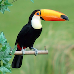 LeToucan_1015's Avatar'