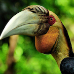 PaK.TuCaNeRa's Avatar'