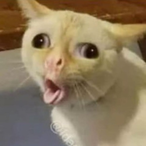 Konch_qwerty's Avatar