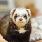 VowPastorMiriel's Avatar'