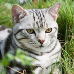Cat.Li's Avatar'