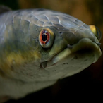 Rogelio.SPL's Avatar'