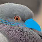 iSELLPIGEONS's Avatar'