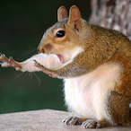 aidendrstyburst's Avatar'