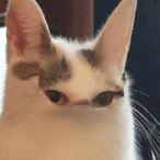 JJxll77's Avatar'