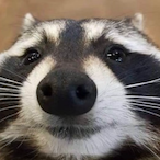 MrRaccoon9244's Avatar'