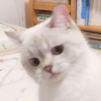sleeplikecat's Avatar'