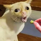 glock.Squeez's Avatar'