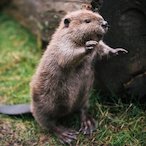 Alpha_Beaver's Avatar'