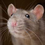 Rat_Smacker69's Avatar'