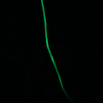 ToxicWolfTTP's Avatar'