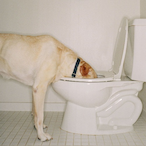 DogWater--'s Avatar'