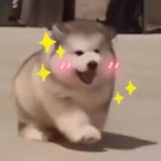 Tibetan_noob's Avatar'