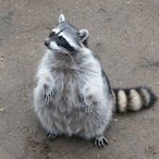 Ratz_the_racoon's Avatar'
