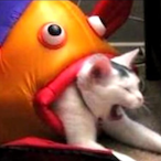 nummemuehsam's Avatar'