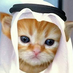 ArabianNeko's Avatar'