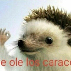 PapasConShoko's Avatar'