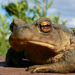 toadnica's Avatar'