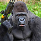 Assault.Gorilla's Avatar'