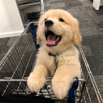 BiuBigOrange's Avatar'