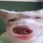 BongoDongoGongo's Avatar'