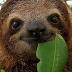 Das_Sloth's Avatar'