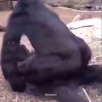 VanilaGorilaV1's Avatar'