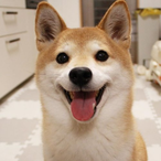 ShiBA_HMG's Avatar'