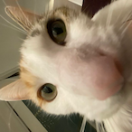 iamspeedwagon's Avatar'