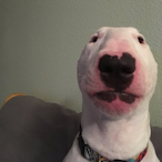 BoopyDoopyOO's Avatar'