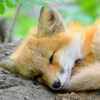 F0XH0UND.'s Avatar'