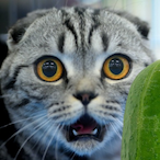 CitrusAA's Avatar'