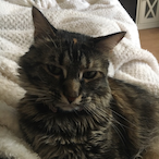 FlexibleNest's Avatar'