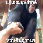 CallMeChaChiMi's Avatar'