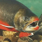 Smelly.Salmon's Avatar'