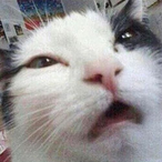 SilverFox1298's Avatar'