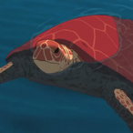 RedTurtle.'s Avatar'