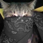 Yung.Martini's Avatar'