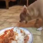 Feral.Fenrix's Avatar'